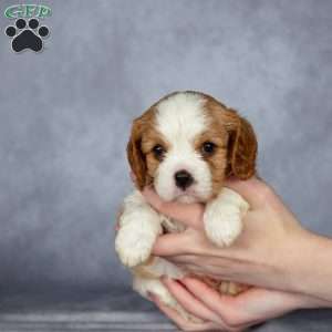 Casper, Cavalier King Charles Spaniel Puppy
