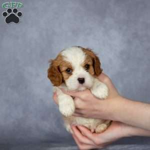 Cooper, Cavalier King Charles Spaniel Puppy