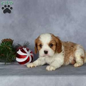 Cooper, Cavalier King Charles Spaniel Puppy