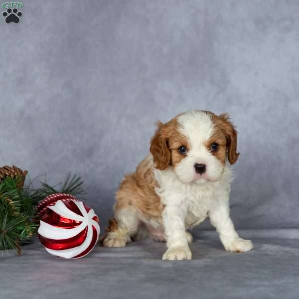 Cooper, Cavalier King Charles Spaniel Puppy
