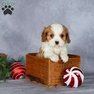 Cooper, Cavalier King Charles Spaniel Puppy