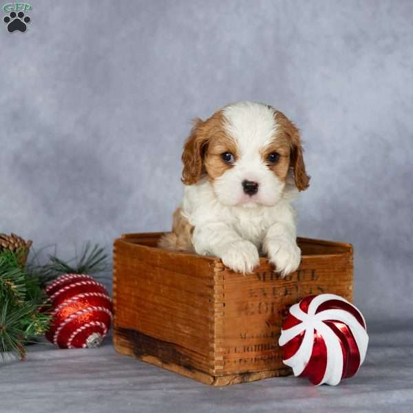 Cooper, Cavalier King Charles Spaniel Puppy