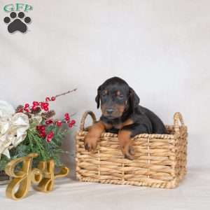 Dixie, Doberman Pinscher Puppy