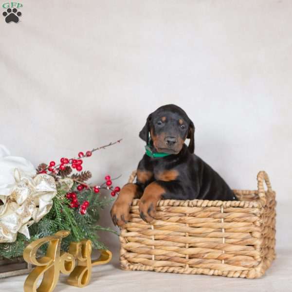 Dixie, Doberman Pinscher Puppy