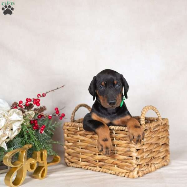 Dodger, Doberman Pinscher Puppy
