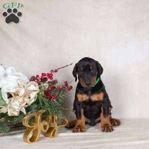 Dodger, Doberman Pinscher Puppy