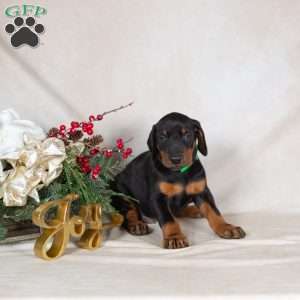 Dodger, Doberman Pinscher Puppy
