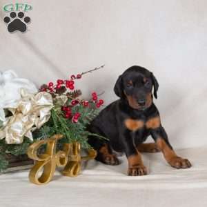 Dodger, Doberman Pinscher Puppy