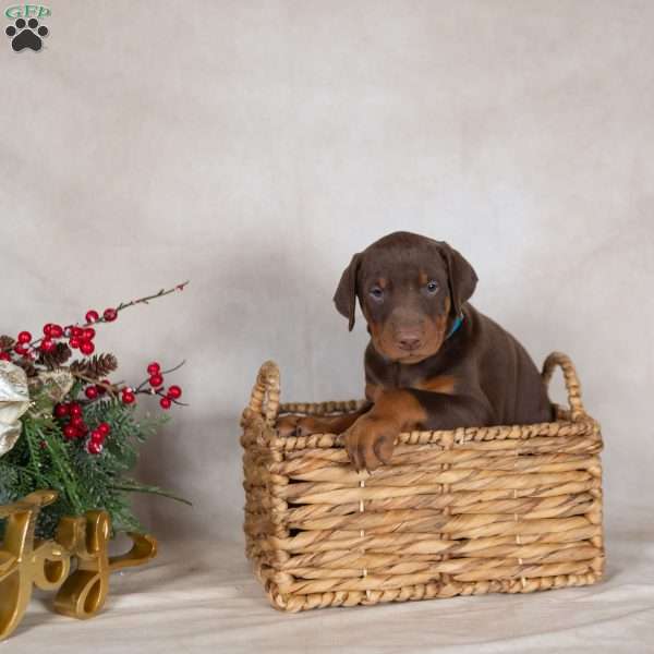 Dancer, Doberman Pinscher Puppy