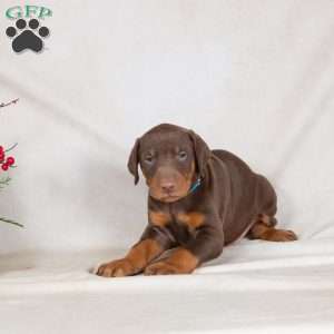 Dancer, Doberman Pinscher Puppy