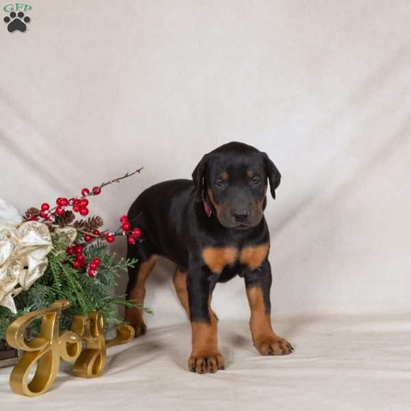 Dana, Doberman Pinscher Puppy