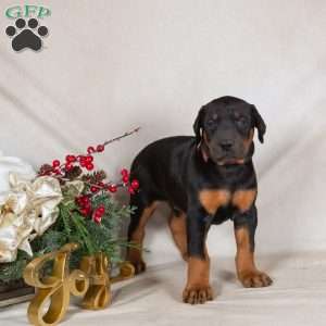 Dana, Doberman Pinscher Puppy