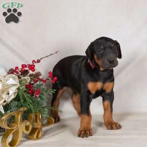 Dana, Doberman Pinscher Puppy