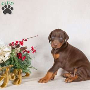 Dusty, Doberman Pinscher Puppy