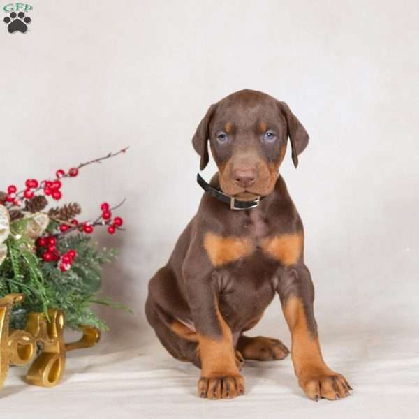 Dusty, Doberman Pinscher Puppy