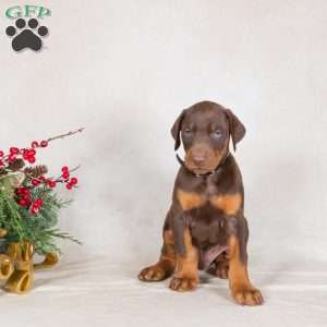 Dusty, Doberman Pinscher Puppy