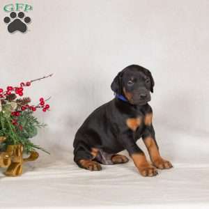 Darren, Doberman Pinscher Puppy