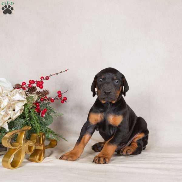 Darren, Doberman Pinscher Puppy