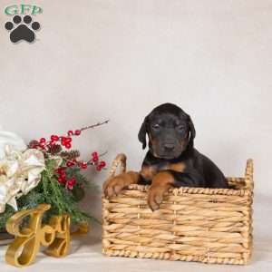 Darren, Doberman Pinscher Puppy