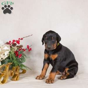 Darla, Doberman Pinscher Puppy