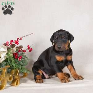 Darla, Doberman Pinscher Puppy