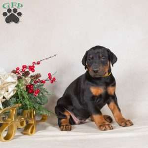 Darla, Doberman Pinscher Puppy