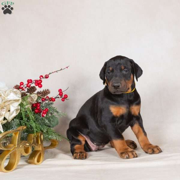 Darla, Doberman Pinscher Puppy
