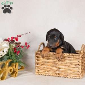 Darla, Doberman Pinscher Puppy