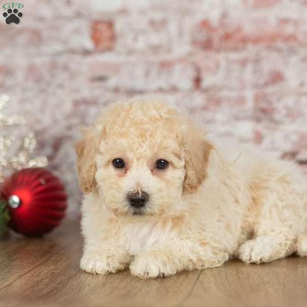 Coffee, Bich-Poo Puppy