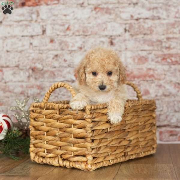 Candy, Bich-Poo Puppy