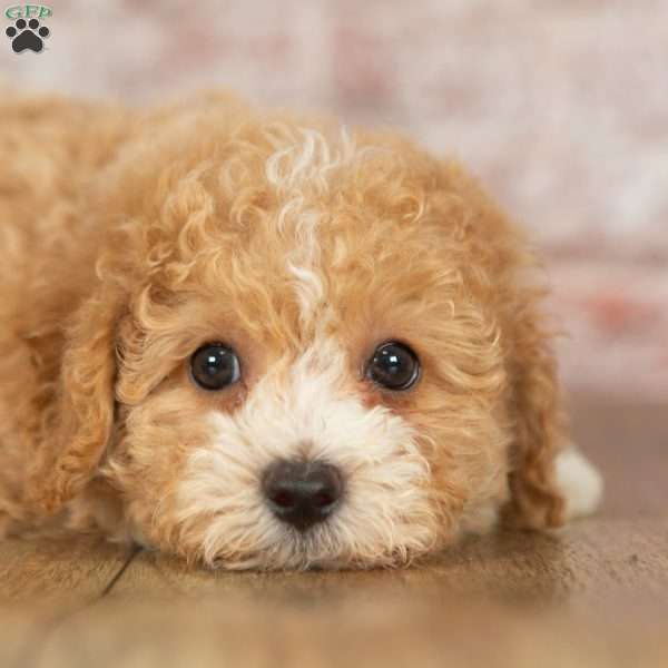 Cocoa, Bich-Poo Puppy