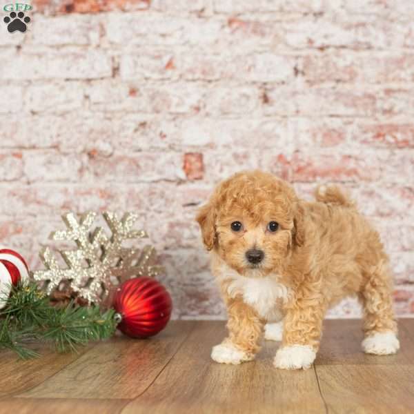 Caramel, Bich-Poo Puppy