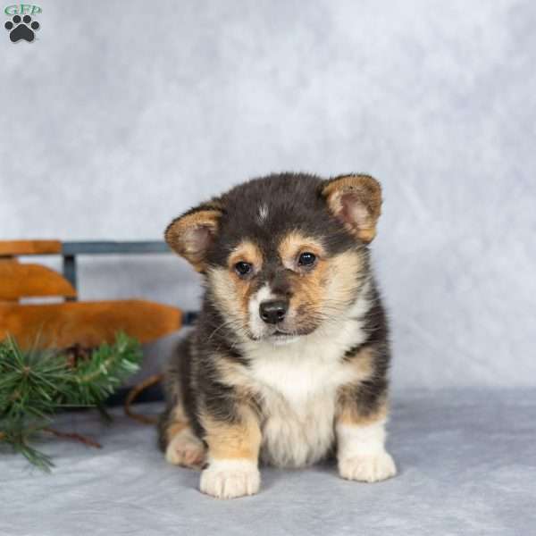Truffle, Pembroke Welsh Corgi Puppy