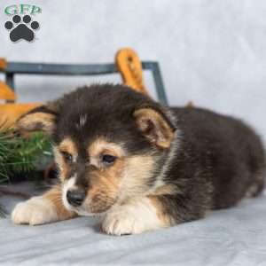 Truffle, Pembroke Welsh Corgi Puppy