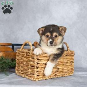 Truffle, Pembroke Welsh Corgi Puppy