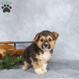 Twinkle, Pembroke Welsh Corgi Puppy