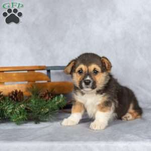 Twinkle, Pembroke Welsh Corgi Puppy