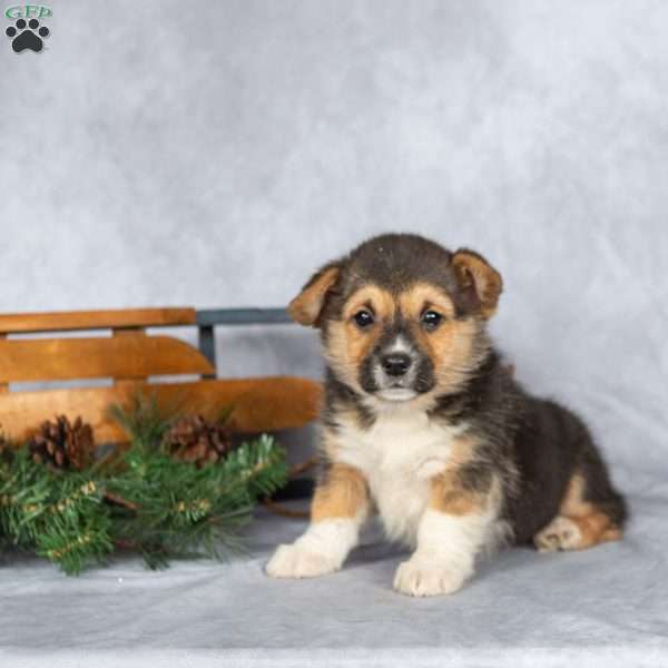 Twinkle, Pembroke Welsh Corgi Puppy