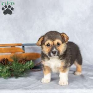 Twinkle, Pembroke Welsh Corgi Puppy