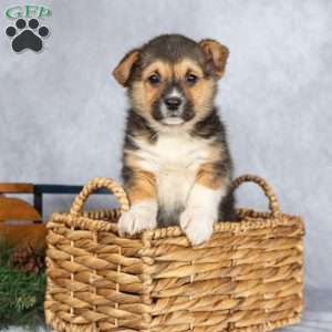 Twinkle, Pembroke Welsh Corgi Puppy