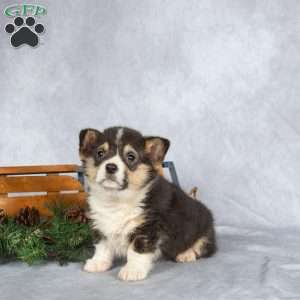 Tinsel, Pembroke Welsh Corgi Puppy