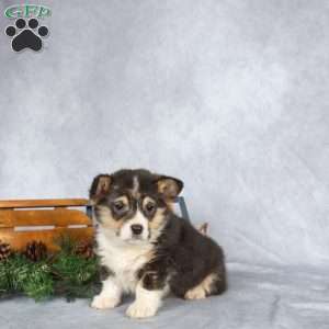 Tinsel, Pembroke Welsh Corgi Puppy