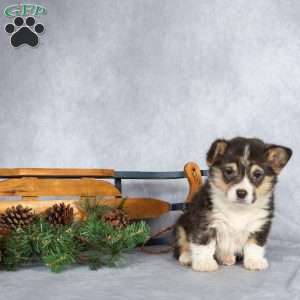 Tinsel, Pembroke Welsh Corgi Puppy