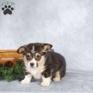 Tinsel, Pembroke Welsh Corgi Puppy