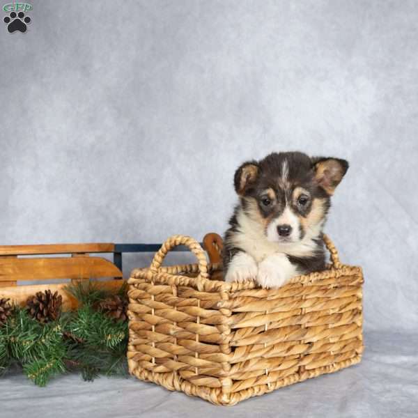Tinsel, Pembroke Welsh Corgi Puppy