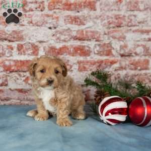 Cali, Maltipoo Puppy