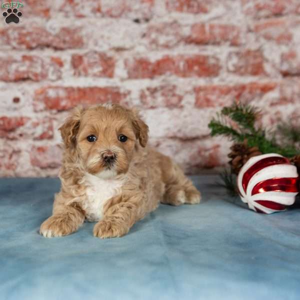 Cali, Maltipoo Puppy