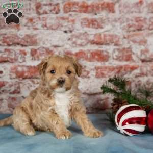 Cali, Maltipoo Puppy