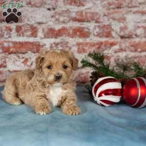 Cali, Maltipoo Puppy