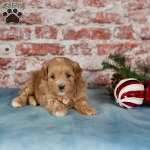 Cora, Maltipoo Puppy